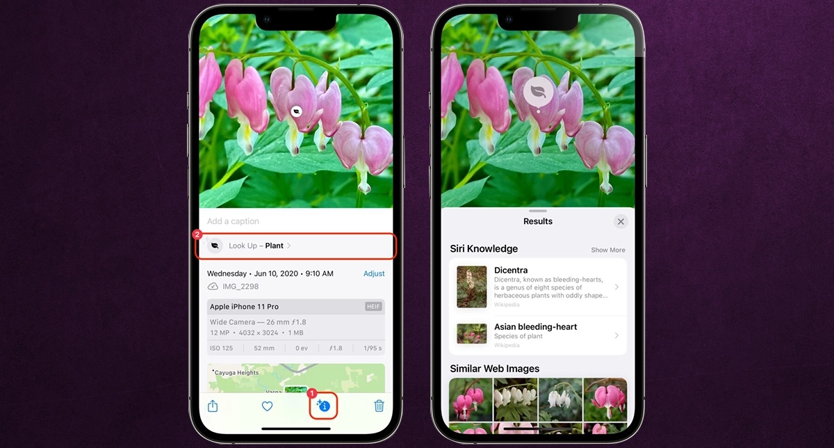 شناسایی گیاهان و حیوانات با دوربین گوشی