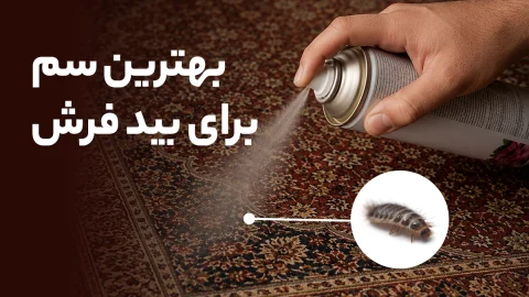 بررسی بهترین سم برای بید فرش