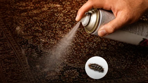 بررسی بهترین سم برای بید فرش